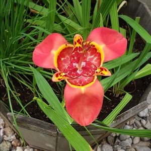 Meet your Posher, Tracey